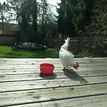 Appartamento Kleine Fewo, Einstiegspreis! Weimar (Thuringia)